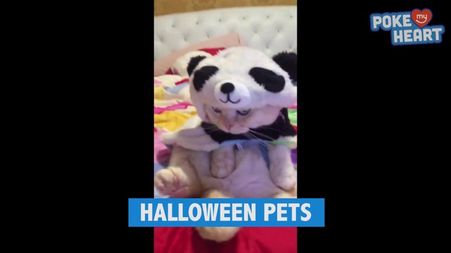 Les animaux aussi se déguisent pour Halloween - Compilation d'animaux hilarants