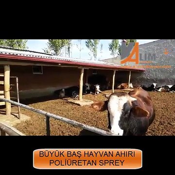 ALİM İZOLASYON BÜYÜK BAŞ HAYVAN AHIRI POLİÜRETAN SPREY UYGULAMASI