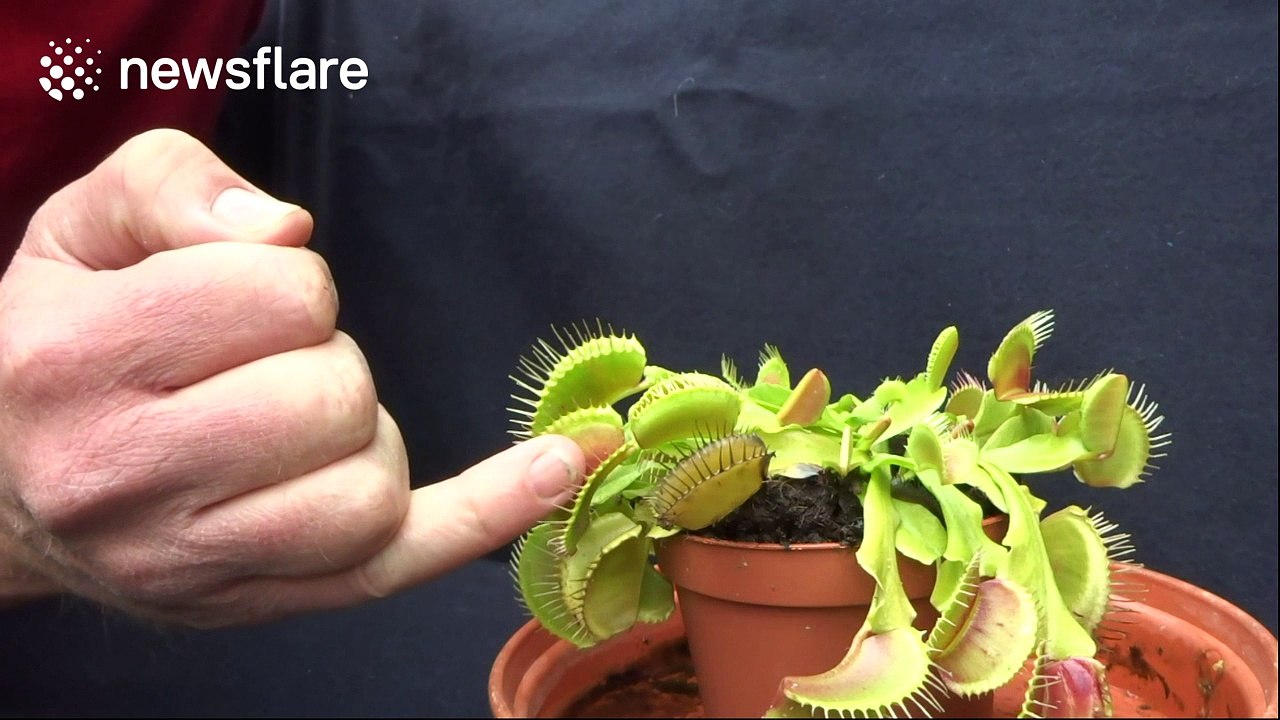 Man puts tongue in Venus flytrap