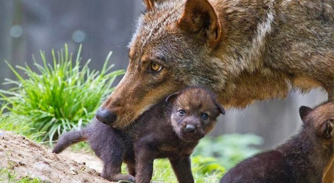 In bocca al lupo è il miglior augurio che si possa fare: Ecco perché
