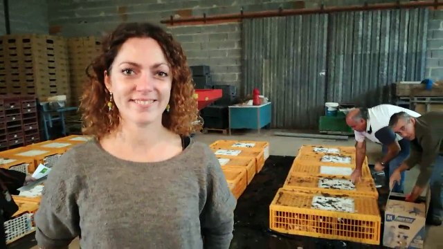 Adoptez des poules en Villeneuvois : Une opération qui fonctionne très bien