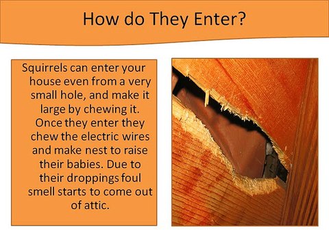How to Get Rid of Squirrels in Attic?