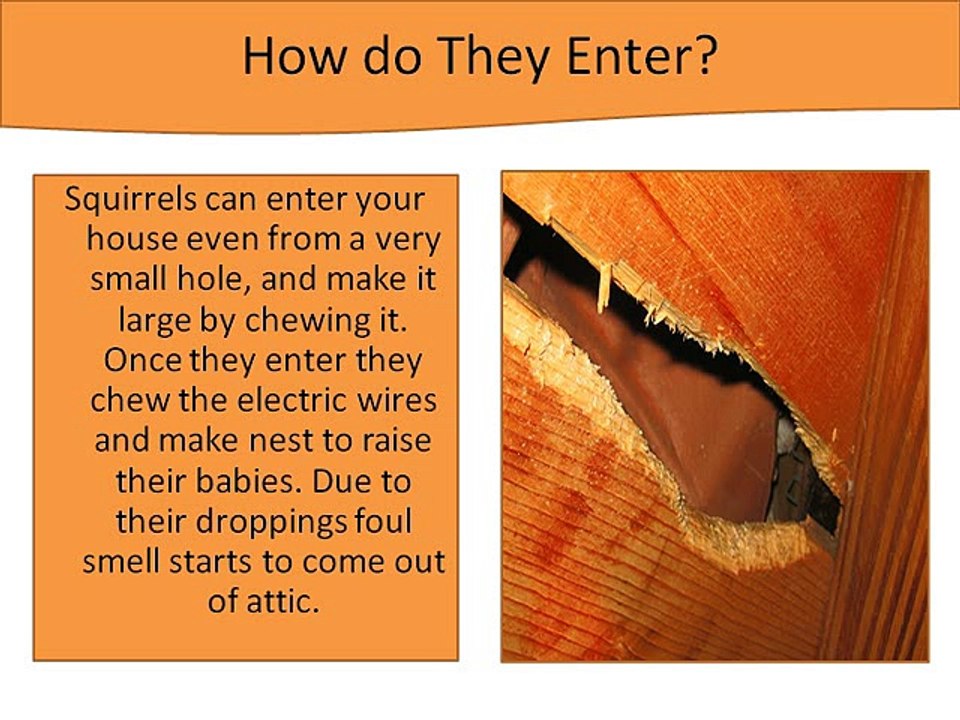 How to Get Rid of Squirrels in Attic?