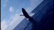 Cette baleine éclabousse des touristes en sautant à côté du bateau