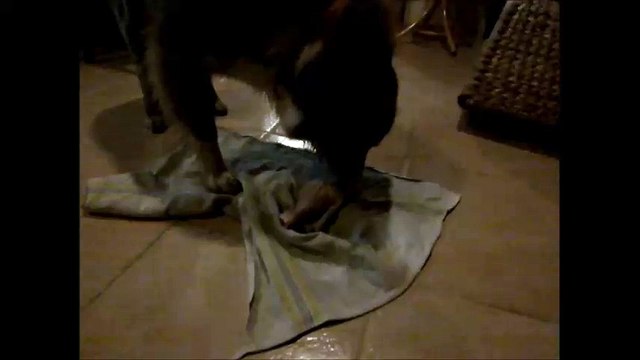 1er os charnu pour mes chiennes