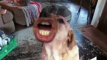 Se i Cani avessero una Bocca Umana...come Sarebbe!?