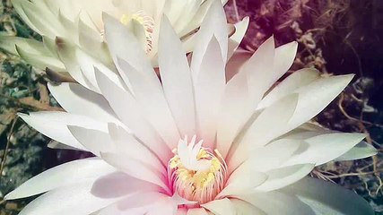 Mike Rowland - Discover The Light And See-BqiAWDNojX4-HQ