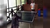 Chimpanzé impressiona ao jogar ténis-de-mesa e ainda goza quando ganha 