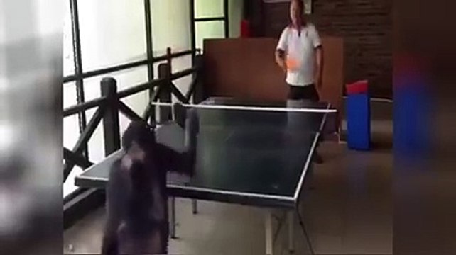 Chimpanzé impressiona ao jogar ténis-de-mesa e ainda goza quando ganha ponto