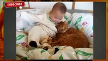 Top Hot Cats and Dogs best friends 2016