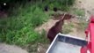 Most Amazing Wild Animal Attacks ❖ Bear Attacks Caught On Camera 2016 ❖ CRAZIEST Attack