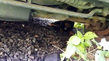 Il fait preuve d'une grande patience pour pouvoir sauver un pauvre chien de la rue