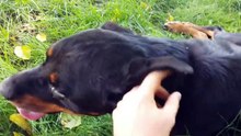 Il fait preuve d'une grande patience pour pouvoir sauver un pauvre chien de la rue (2)
