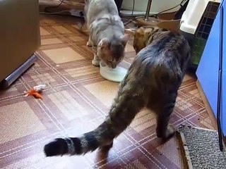 The two seals and one bowl of milk