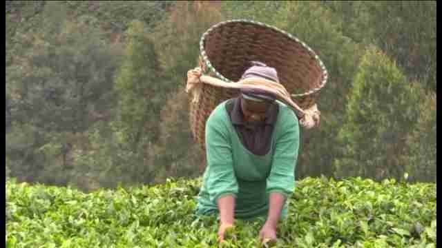 Agricultores de té kenianos en guerra contra el cambio climático