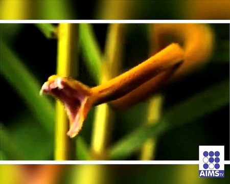 دنیا کے سب سے خطرناک سانپ نے درخت کے ساتھ کیا کیا دیکھیے اس ویڈیو میں