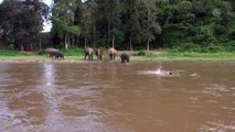 Un jeune éléphant sauve un homme de la noyade !