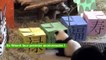 Deux pandas géants jouent aux “boîtes de la fortune”