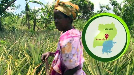 The pearl of Africa goes organic | Eco-at-Africa