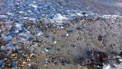 Découverte d'un cadavre d’une sirène sur la plage Anglaise