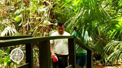 Download Video: Wilde Tiere in Gefahr - Artenschutz in Belize | Global 3000