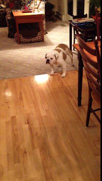 Bulldog hates hardwood floors, walks backwards on them
