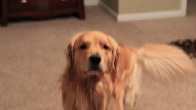 Questo cane sta per ricevere la sorpresa più bella del mondo. La sua reazione vi emozionerà