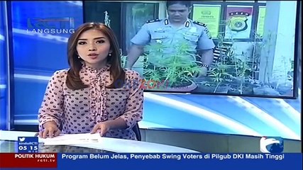 Polisi Aceh Amankan 31 Pot Tanaman Ganja