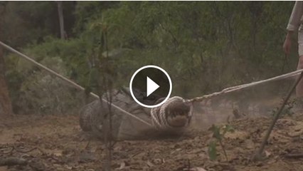 Wildlife people caught Alligator