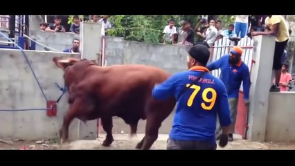New Qurbani, funny Qurbani, funny Video,cow qurbani latest 2016