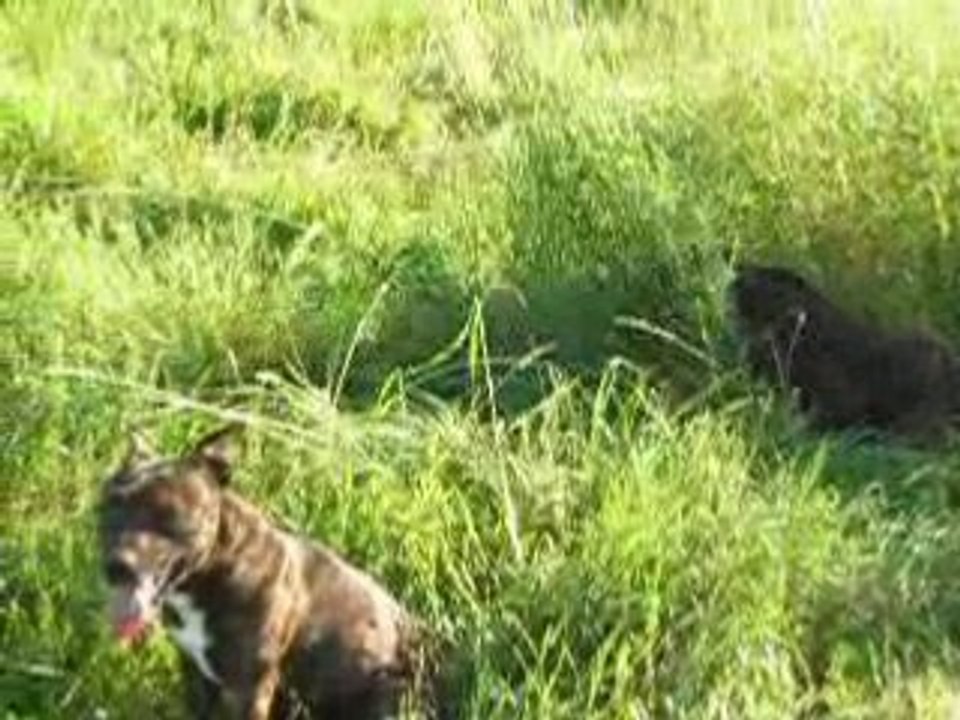 Alpha et Tita