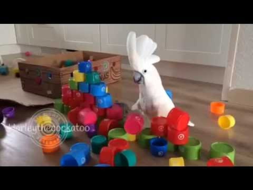 Cockatoo Really Gives Wall of Plastic Cups the Business