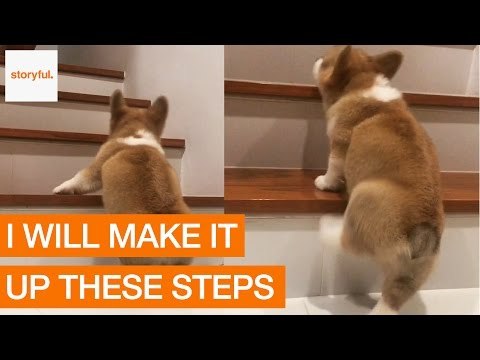 Corgi Dog's First Attempt Climbing the Stairs