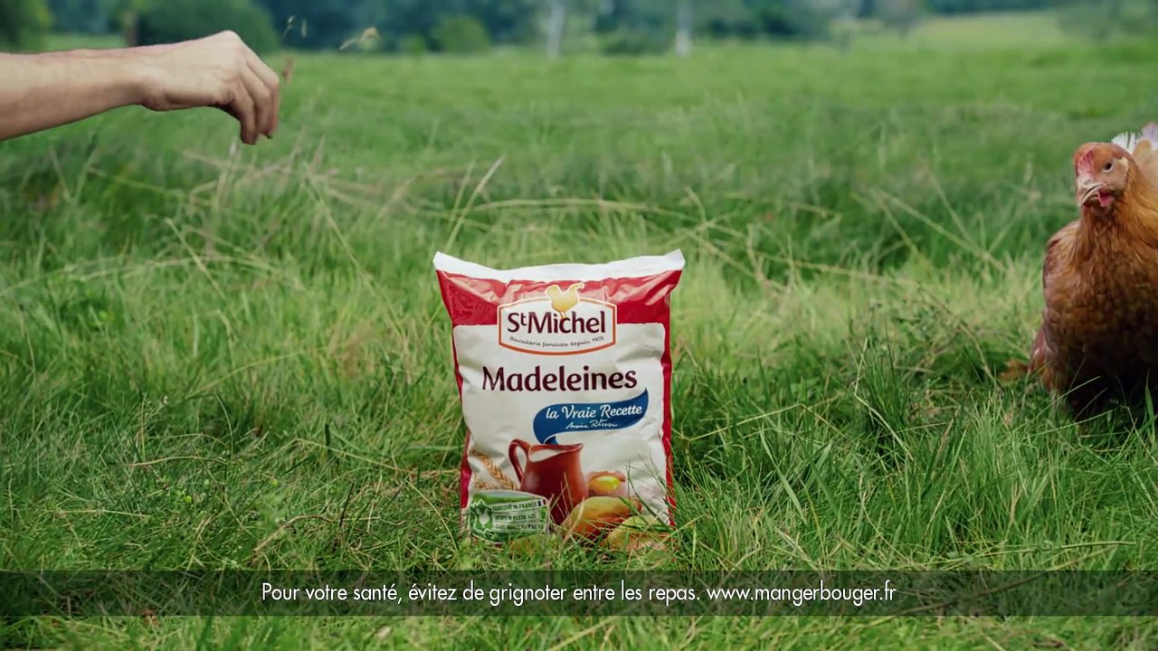 StMichel : Insolite, une poule quitte tout pour faire le tour du monde ! #CotCotCot