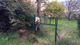 Cat went to the neighbours to borrow their tiger