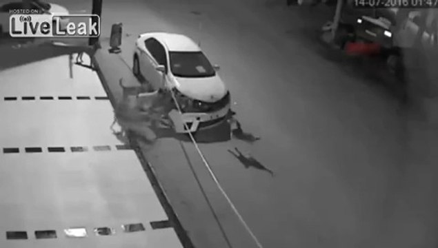 Incroyable : cette meute de chiens errants vient détruire une voiture