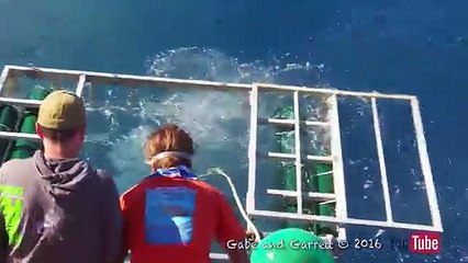 El tiburon que se metio a la jaula de un pescador
