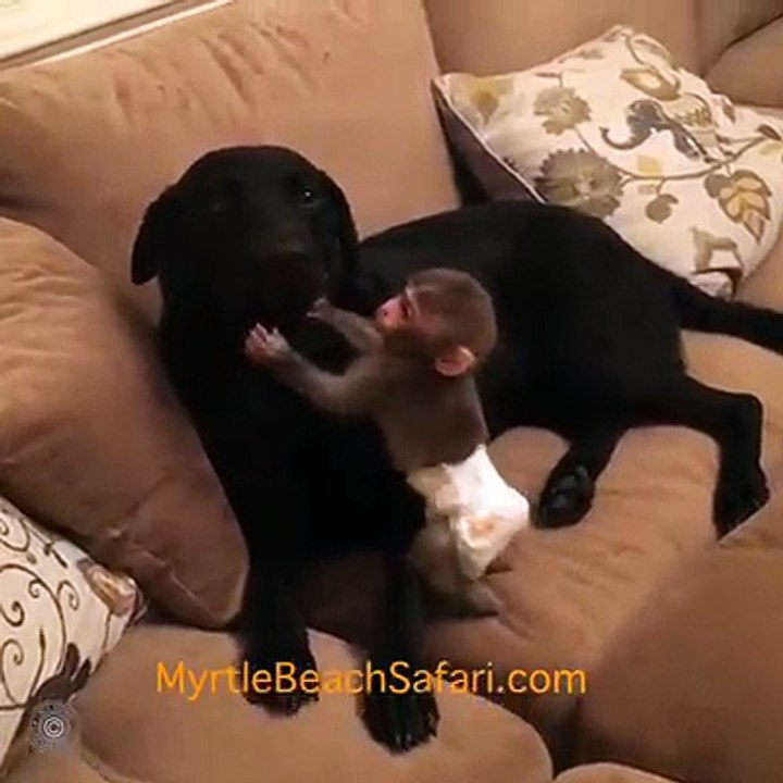 monkey love with dog