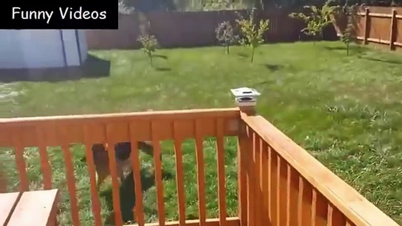 Funny Babies Playing With Dog   Funny Dog And Baby Videos - Dog & Babies Funny Videos