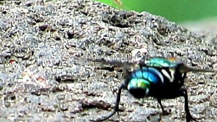 First Footage of Indian Peacock Fly you have Never seen