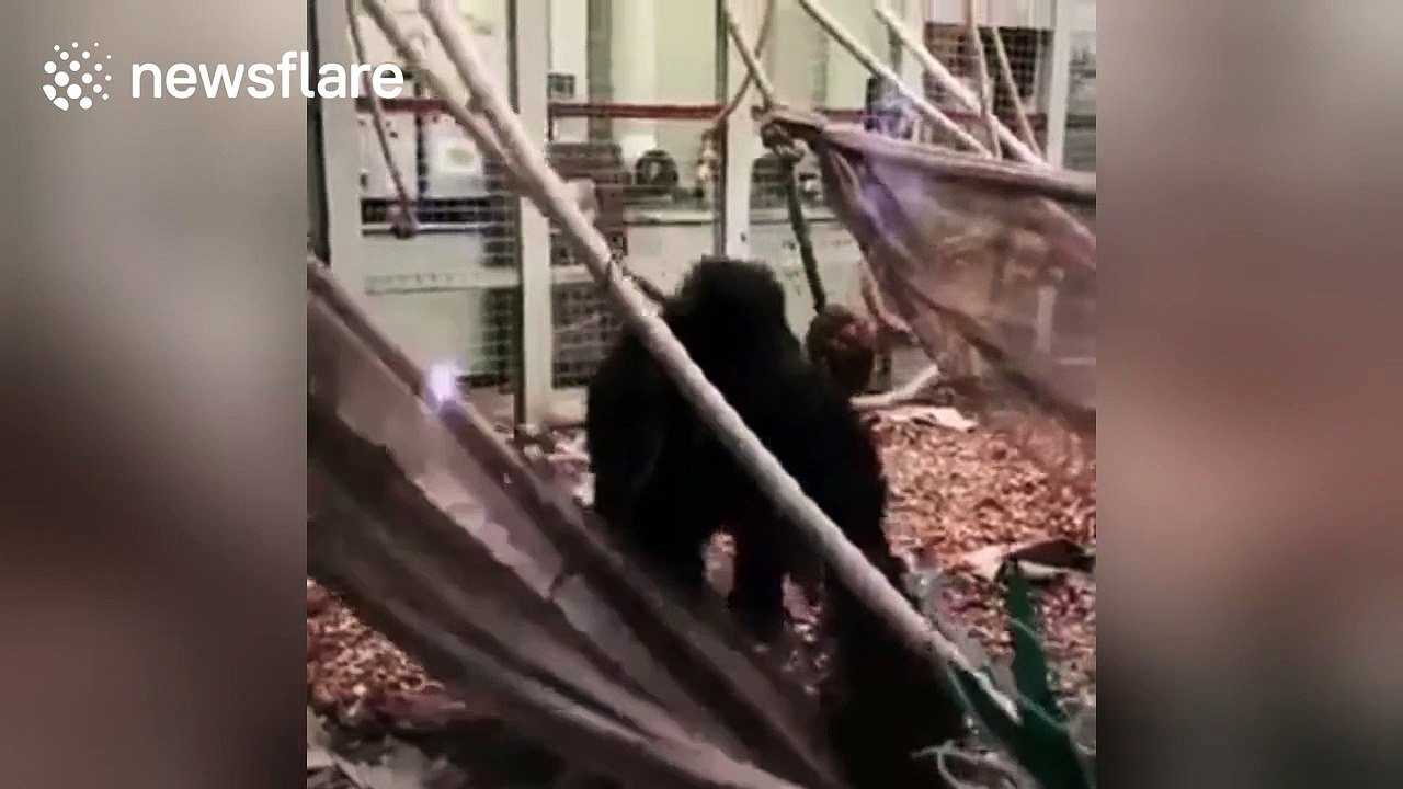 The moment London Zoo gorilla Kumbuka smashed window of enclosure