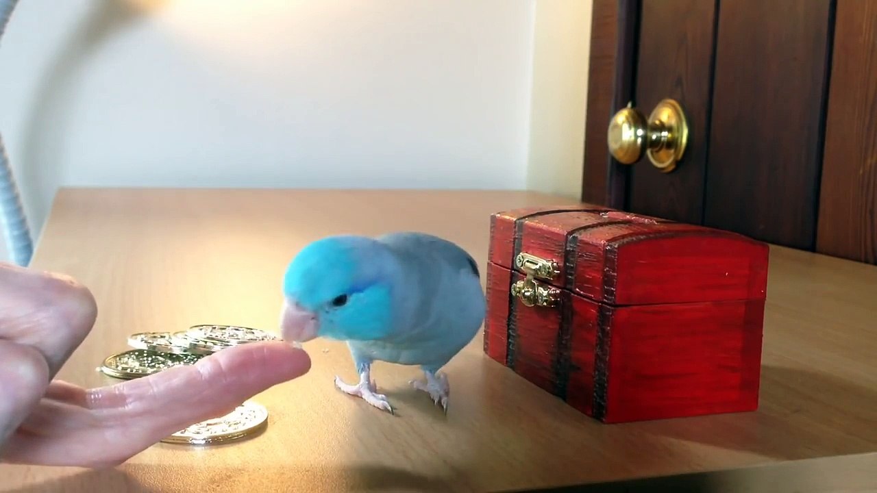 Charlie the Parrotlet puts his money in the bank