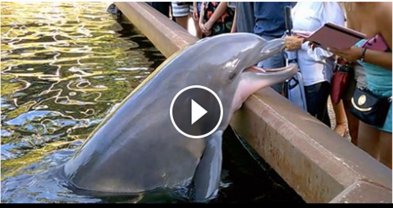 Fish attack at people