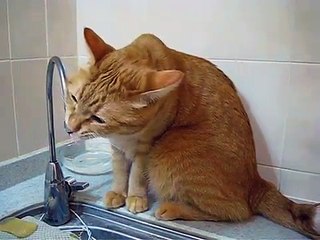 Порода -  мэнкская кошка