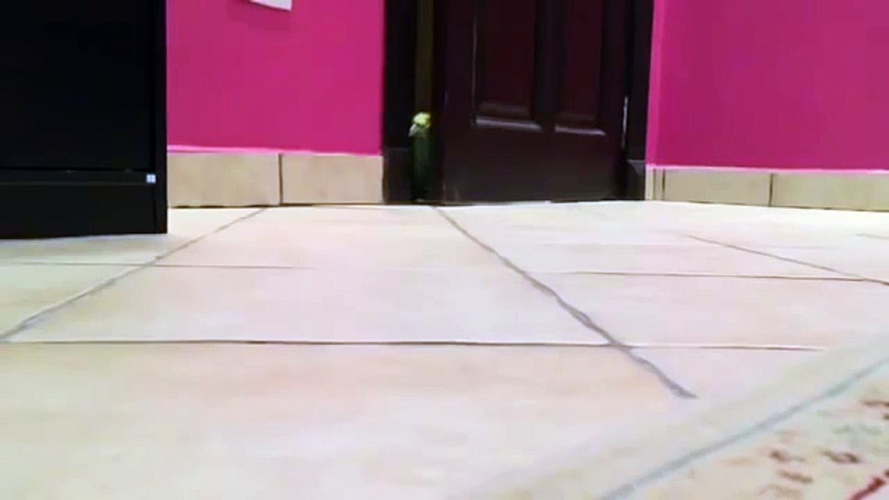 Quando um papagaio maligno encontra a porta aberta