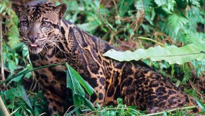Clouded leopard