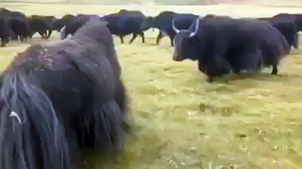 Yak fighting 1