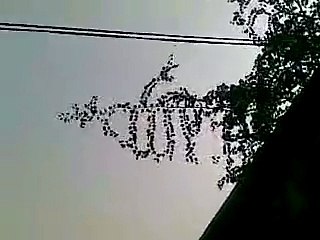 Name of Allah on tree