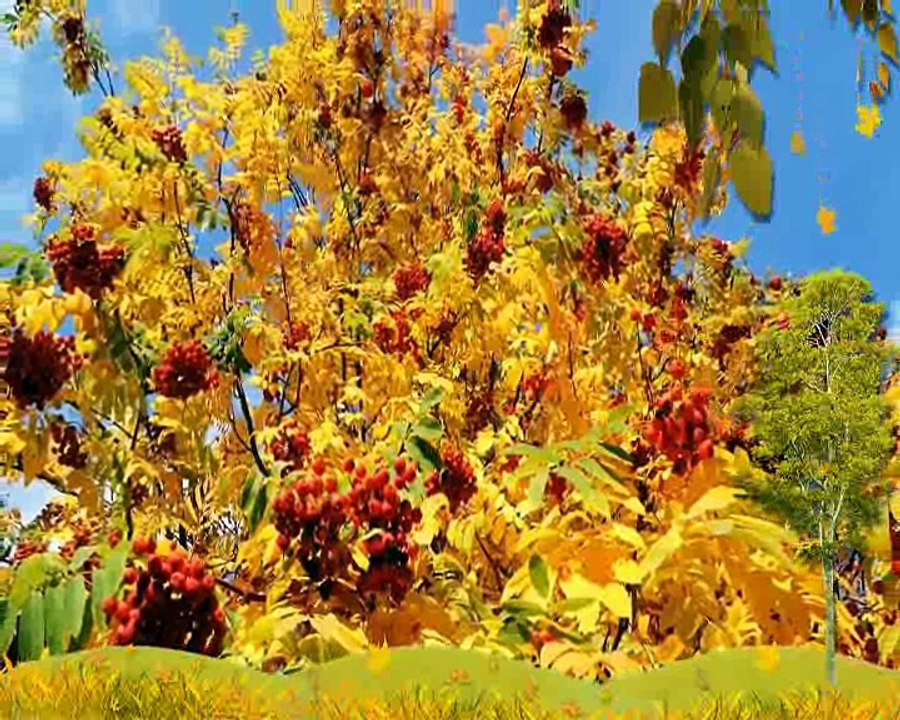 Seher Yeli Nazlı Yare