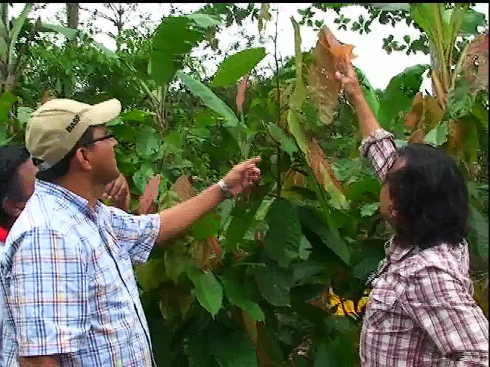 Ruta del Cacao